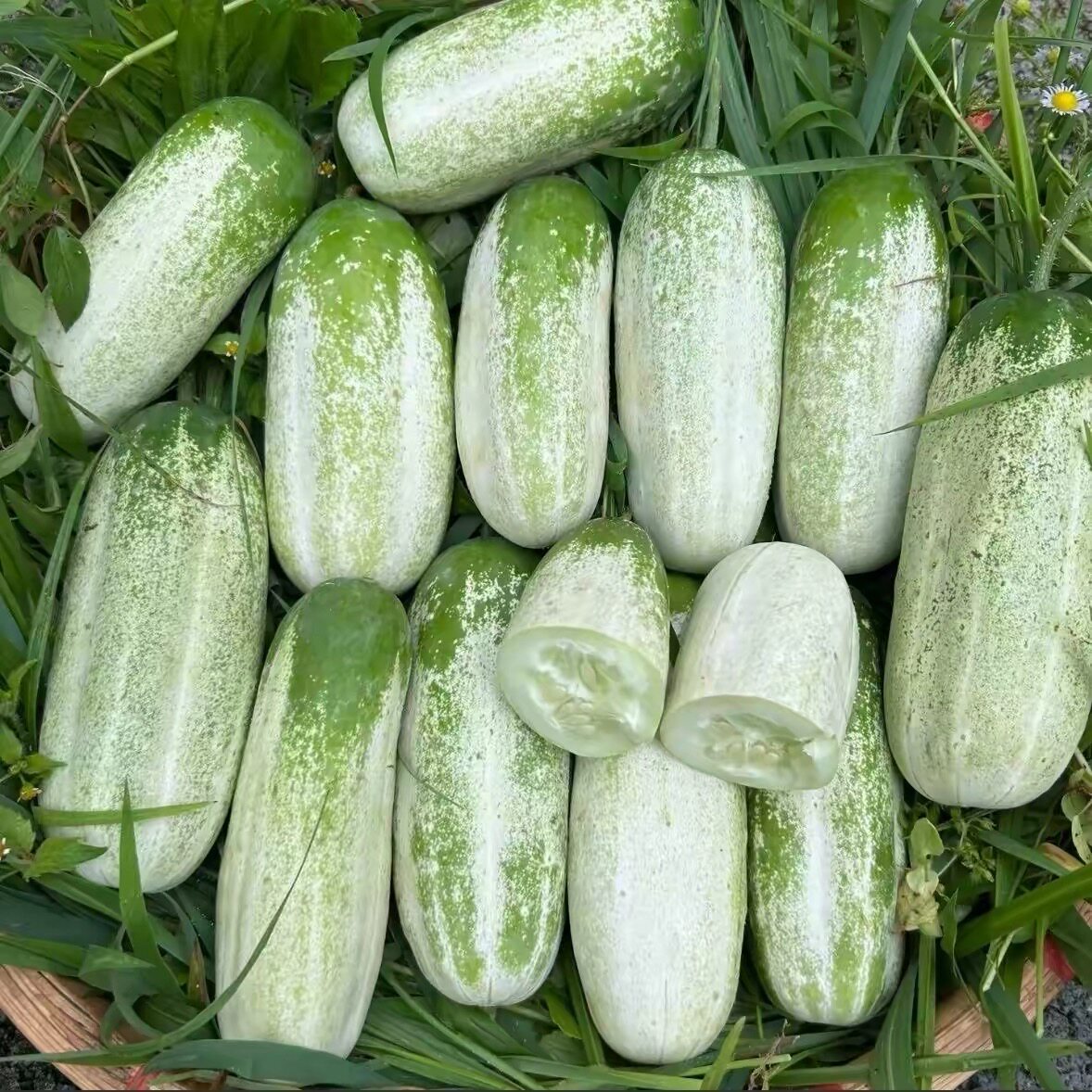 黄瓜 云南新鲜水果黄瓜 老品种土黄瓜生吃脆新鲜青瓜当季水果现摘