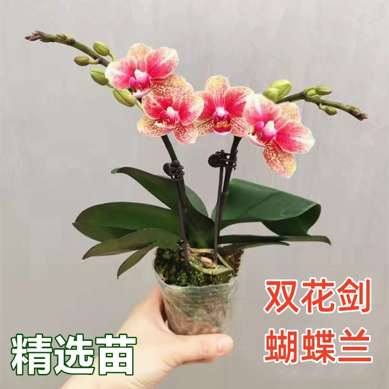 双花剑蝴蝶兰盆栽兰花大苗带花剑带花苞四季开花室内花好养易成活 鲜花速递/花卉仿真/绿植园艺 月季/蔷薇/玫瑰 原图主图