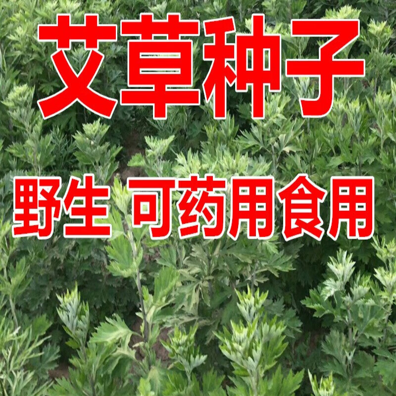 艾叶靳艾草种子野生香艾草苗食用青团大叶艾蒿青蒿种籽四季驱蚊草