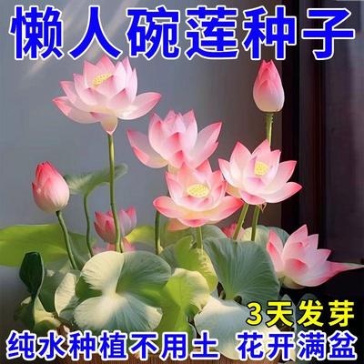 【遇水开花】碗莲种子四季