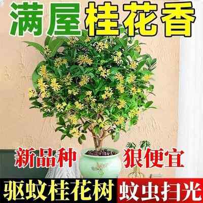 四季桂花树室内绿植阳台好