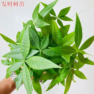 发财树发财树苗发财树盆栽辫子发财树发财树小苗四季 常青吸甲醛