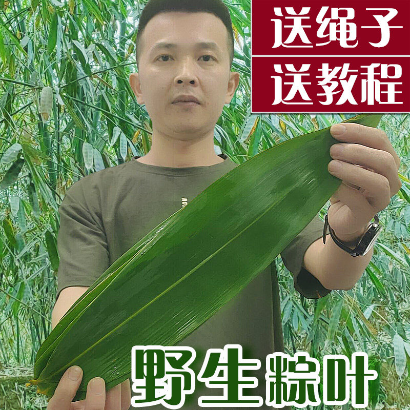 端午节纯天然野生纯手工采摘粽叶