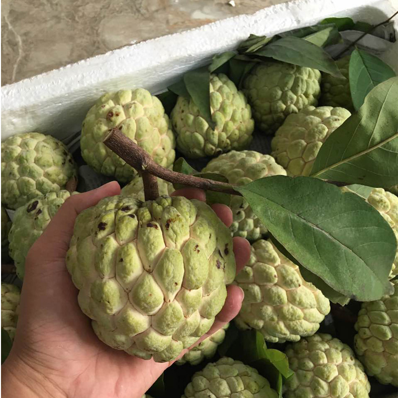 海南三亚热带新鲜水果释迦番荔枝佛头果5斤 空运包邮