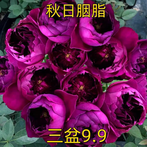 扦插苗浓香月季秋日胭脂月季花灌木切花阳台庭院玫瑰花卉四季花苗
