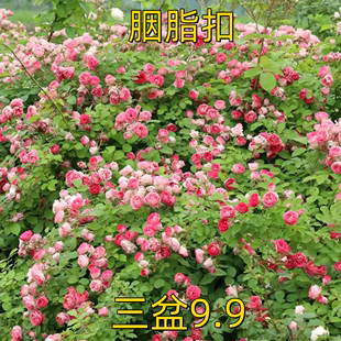 胭脂扣多季 爬藤本月季 花大苗阳台庭院盆栽植物玫瑰花卉多头勤花型