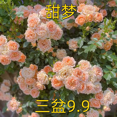 甜梦藤本月季花大苗四季橙黄色小花阳台露台爬藤花卉植物庭院蔷薇