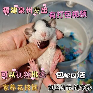 飞象耳花枝鼠活体宠物鼠幼鼠哈士奇暹罗宿舍宠物家养包活粘人小宠