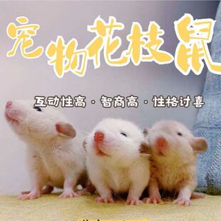 飞象耳花枝鼠活物宠物亲人幼鼠暹罗卷毛哈士奇正脸仓鼠家养包邮