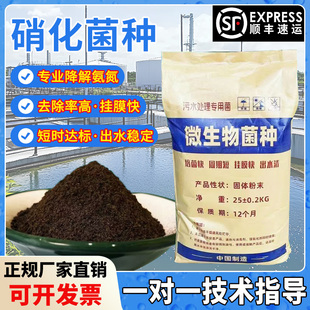 硝化菌种污水处理菌种降氨氮脱氮菌种微生物菌剂降硝态氮厌氧菌