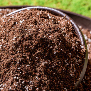 通用型营养土种菜养花蔬菜水果专用羊粪土花土阳台种菜土栽培基质