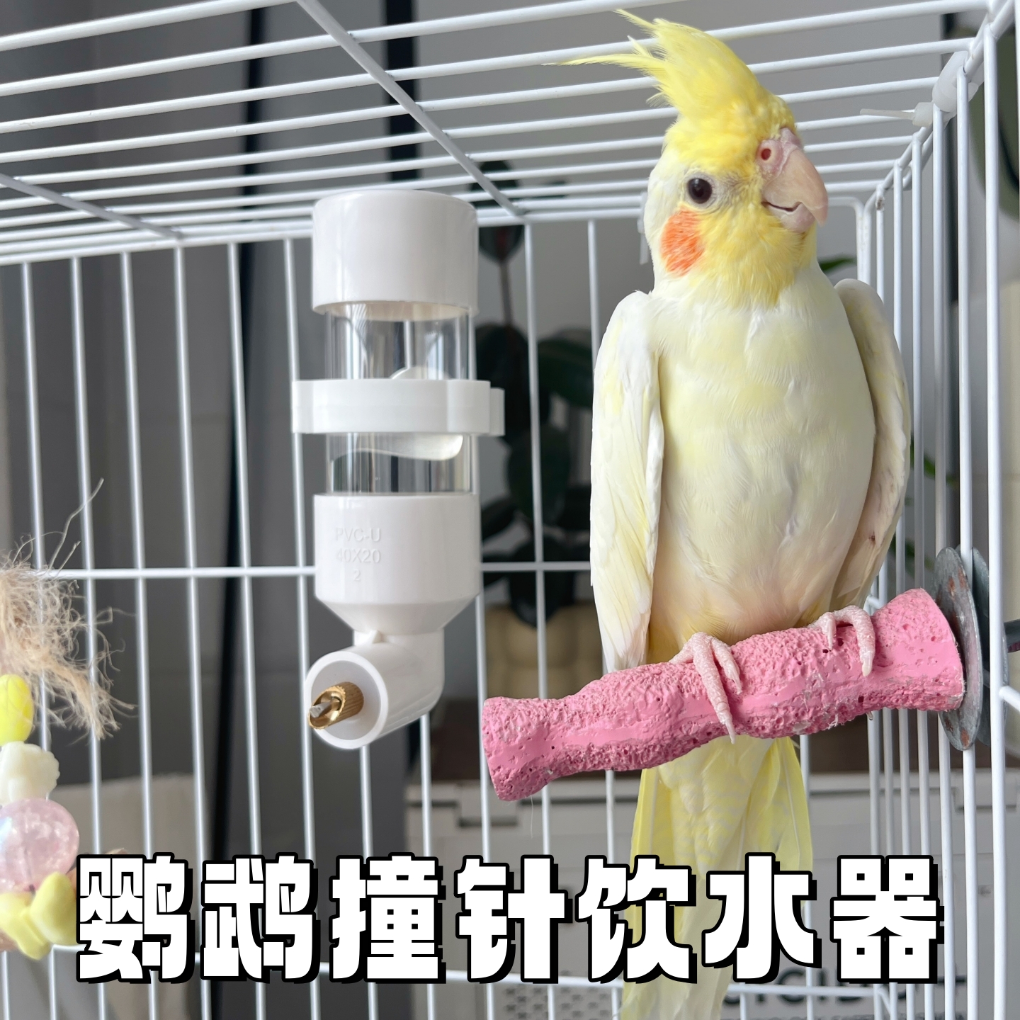 鹦鹉撞针饮水器八哥鸟专用