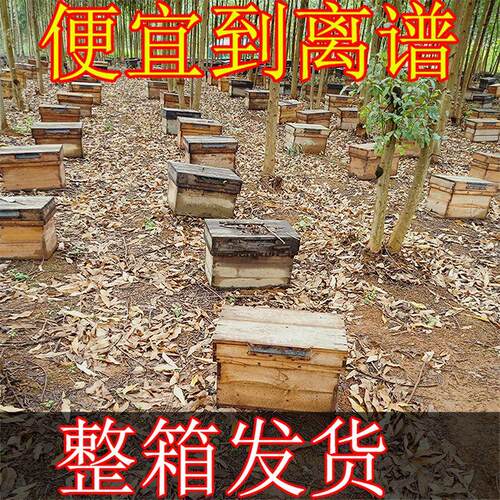 带王蜜蜂群中蜂群带脾整箱出售