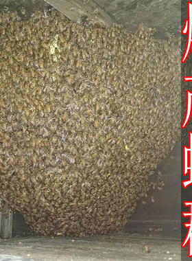 带王蜂群笼蜂中蜂蜂中蜂蜂群蜜蜂群活体种蜂王蜂王产卵新蜂王包邮