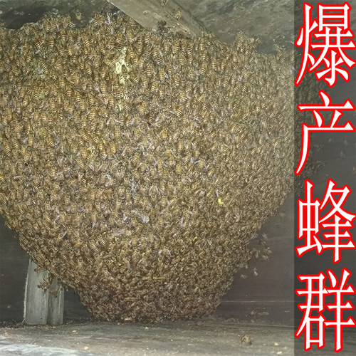 带王蜂群笼蜂中蜂蜂中蜂蜂群蜜蜂群活体种蜂王蜂王产卵新蜂王包邮