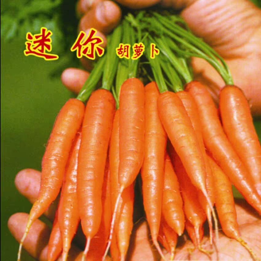 荷兰迷你胡萝卜种子 早熟生食小胡萝卜种子家庭菜园 儿童水果蔬菜