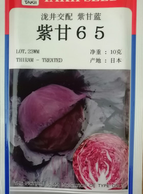 泷井交配紫甘蓝65紫甘蓝种籽春秋播耐热性好早熟耐裂球紫皮鲜红