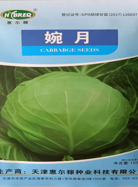 惠尔稼口感型甘蓝种子婉月中早熟单球3斤左右适应性广抗病能力强