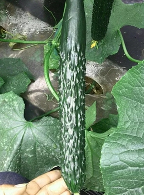 富农五号黄瓜种子高产抗病耐寒春夏秋蔬菜籽蜜刺油亮短把蔬菜种子