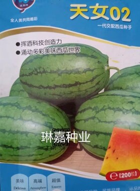 天女彩虹西瓜种子 奶油礼品西瓜品种 乳黄相间似彩虹 西瓜种子