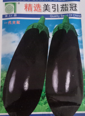 寿光蔬菜种子 改良美引茄冠 茄王 紫黑油亮长茄 绿萼长茄10克