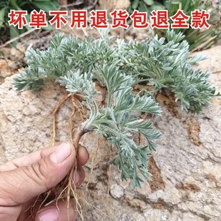 新品现挖白蒿新鲜茵陈天然时令野菜茵陈蒿蒸菜春季野生蔬菜现货