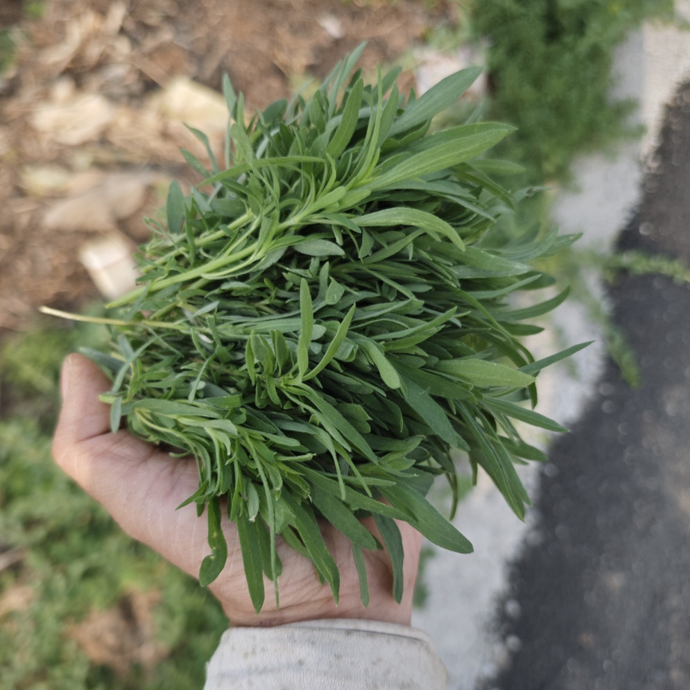 2026年野生扫帚苗菜河南蒸菜新鲜农家菜凉拌家常地肤野菜现货包邮