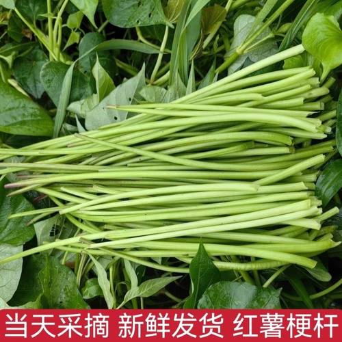 25年新鲜红薯梗露天红薯杆农家地瓜梗现摘红苕嫩梗时令蒸菜包邮