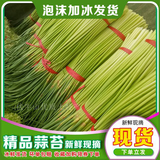 新鲜蔬菜河南蒜薹露天嫩蒜苔2024年农家蒜毫蒜苗3斤包邮现货现采