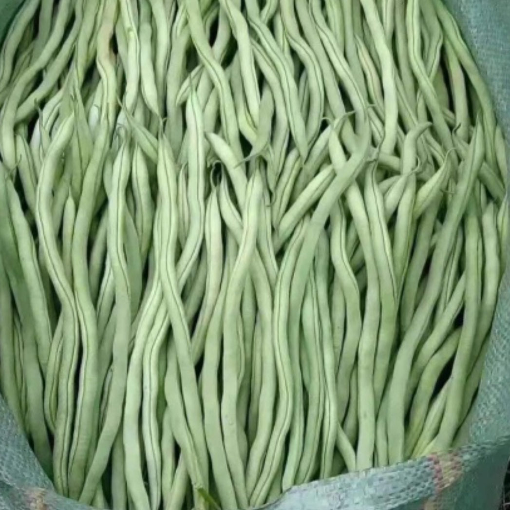 26年新鲜无筋豆角农家青豆角四季豆露天扁豆角当季龙豆角现摘包邮
