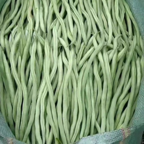25年新鲜无筋豆角农家青豆角四季豆露天扁豆角当季龙豆角现摘包邮