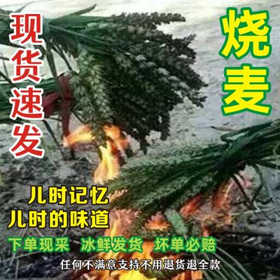 新鲜小麦穗烧烤嫩麦籽绿麦子