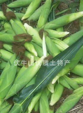 26年农家笨玉米河南新鲜苞米棒子非甜非糯现掰老品种黄包谷穗包邮