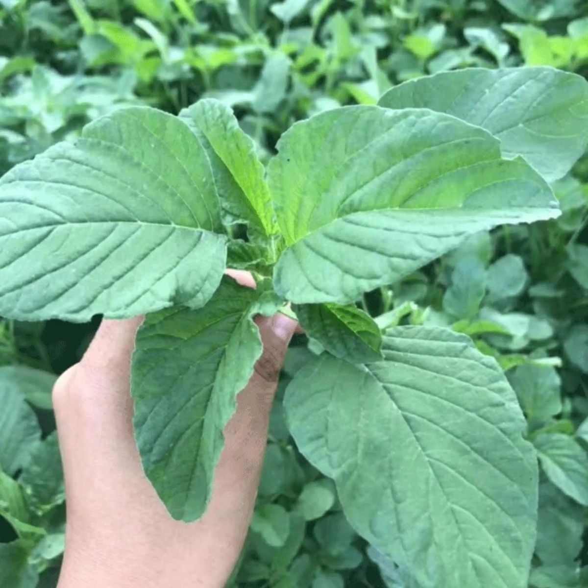 26年新鲜苋菜农家线线菜露天引仙菜野生凉拌菜银子菜人汉菜涮火锅