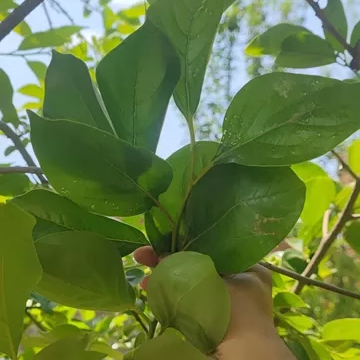 现货柿子叶农家新鲜柿树叶子野生大树现摘非干货泡茶泡澡食用3斤