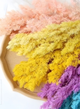 永生花蓬莱松干花北欧风轻奢插花花瓶材料花鲜花花束搭配装饰花