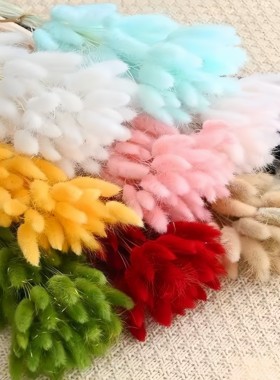 永生花兔尾草狗尾巴草干花真花家居装饰摆件花艺玻璃罩浮游花材料
