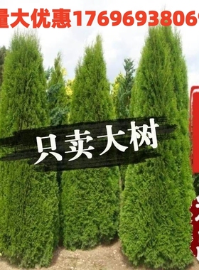 塔柏树苗松柏树苗侧柏树苗龙柏树四季常青塔松清明公墓绿化带土球