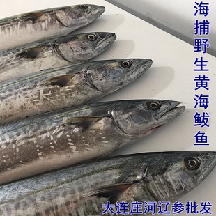 庄河海鲜特产 大连庄河深海野生海捕大鲅鱼  马鲛鱼