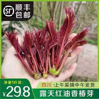 现货四川头茬露天现摘红油野菜香椿芽新鲜香春芽嫩芽农家蔬菜包邮