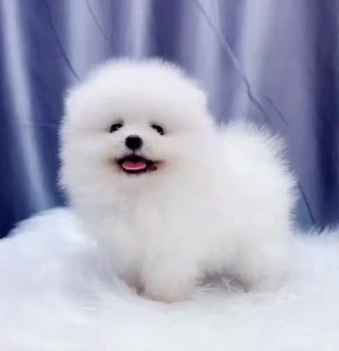 广州博美犬小型犬宠物狗活物白色博美幼犬球型博美俊介狗狗茶杯犬