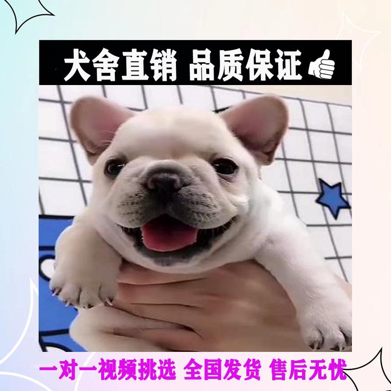 广东犬舍出售纯种法斗犬幼犬赛级法国斗牛犬小型犬宠物狗狗短毛狗