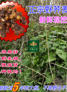 正宗新鲜野兰荞金桥麦根 四川苦荞麦根金锁银开野南荞包邮 中药材