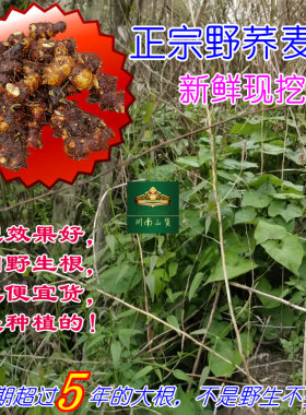 野生苦荞新鲜中药材2斤包邮
