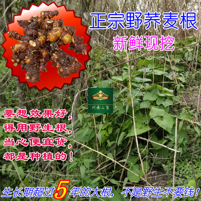 野生苦荞新鲜中药材2斤包邮
