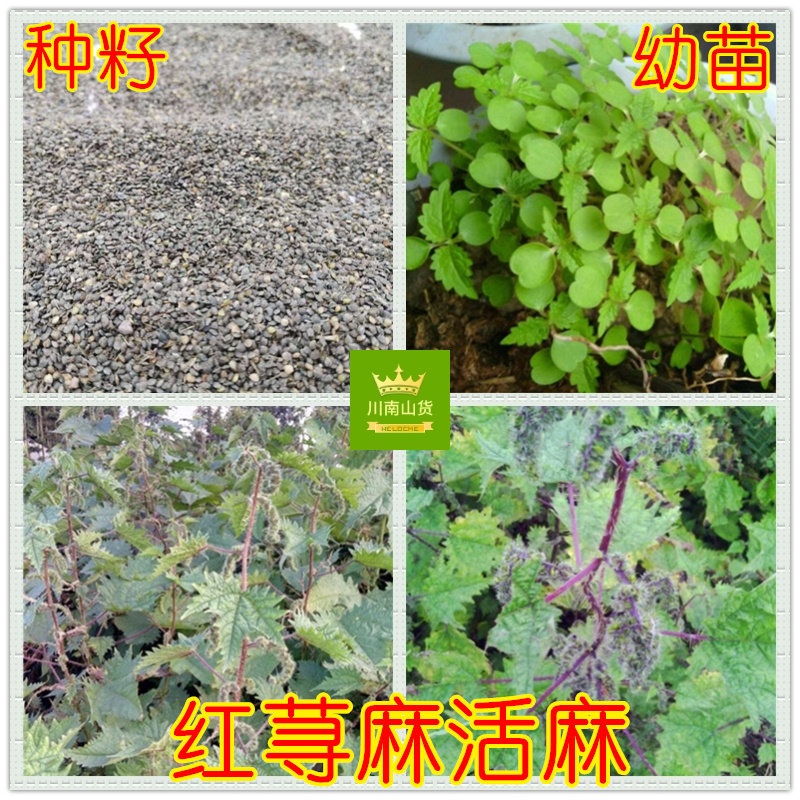 红活麻籽 红杆荨麻草蜇人草咬人草蝎子草包邮 红火麻子籽种植用途