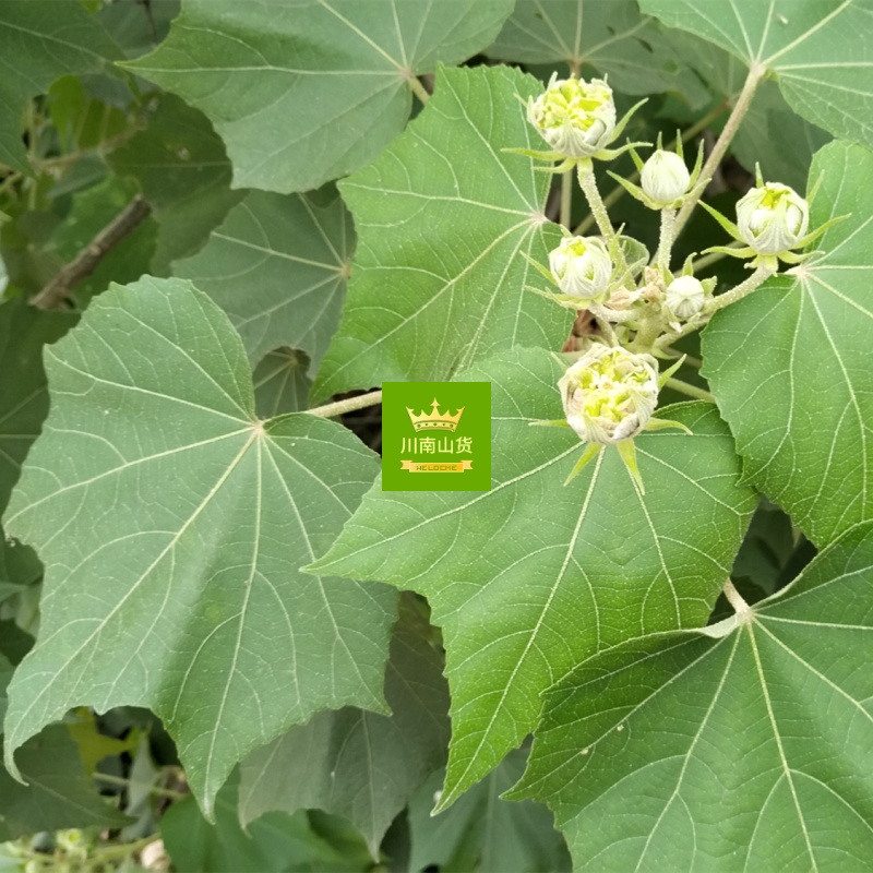 新鲜芙蓉叶干货木芙蓉树根