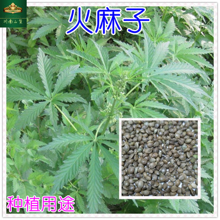 火麻子 线麻汉麻野麻子籽 种植用途 火麻仁种籽包邮 四季播种栽培
