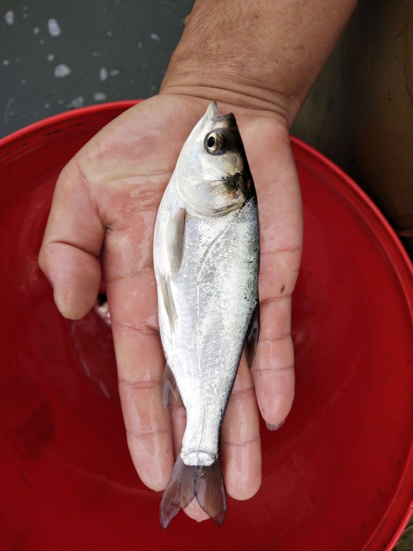 重庆发货白鲢鱼苗 跳鲢鱼苗 鲢鱼苗 鲢鱼 淡水活体鱼苗 白条鱼 包