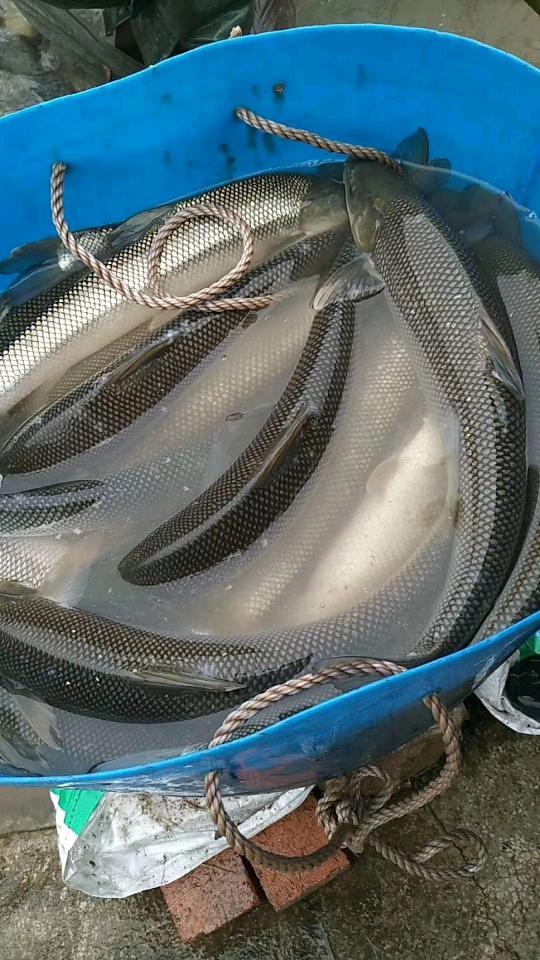淡水银鳕鱼苗 大鳞鲃 淡水鱼苗 高档鱼苗活体优质鱼淡水养殖